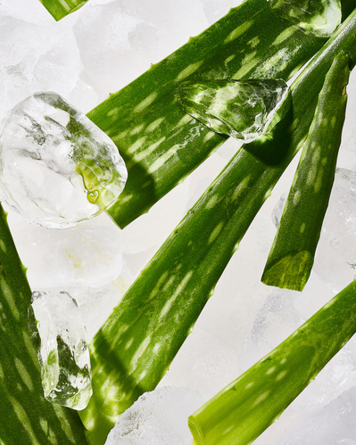 Close-up image of Aloe plant, sitting on top of the ice.