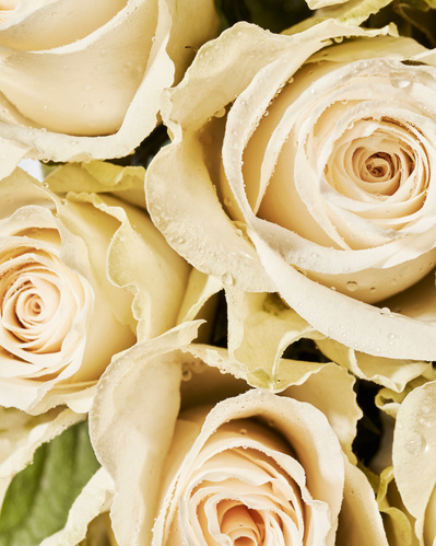 Closeup image of fresh white roses, sprayed with water.