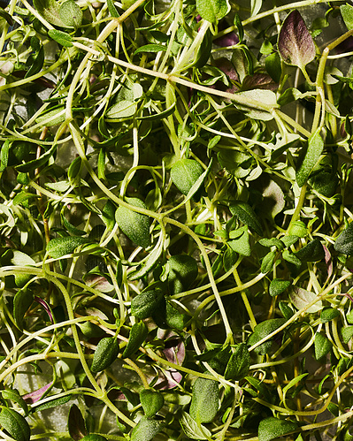 Closeup image of fresh thyme herb.