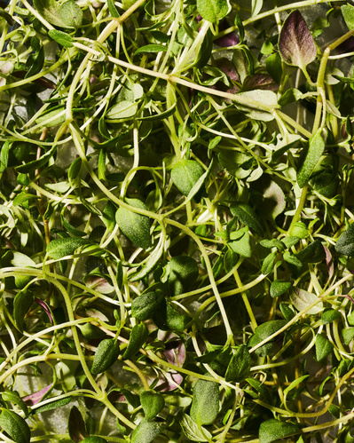 Closeup image of fresh thyme herb.