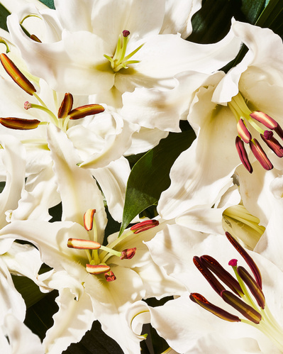 Close-up image of fresh white Lilly flower heads.