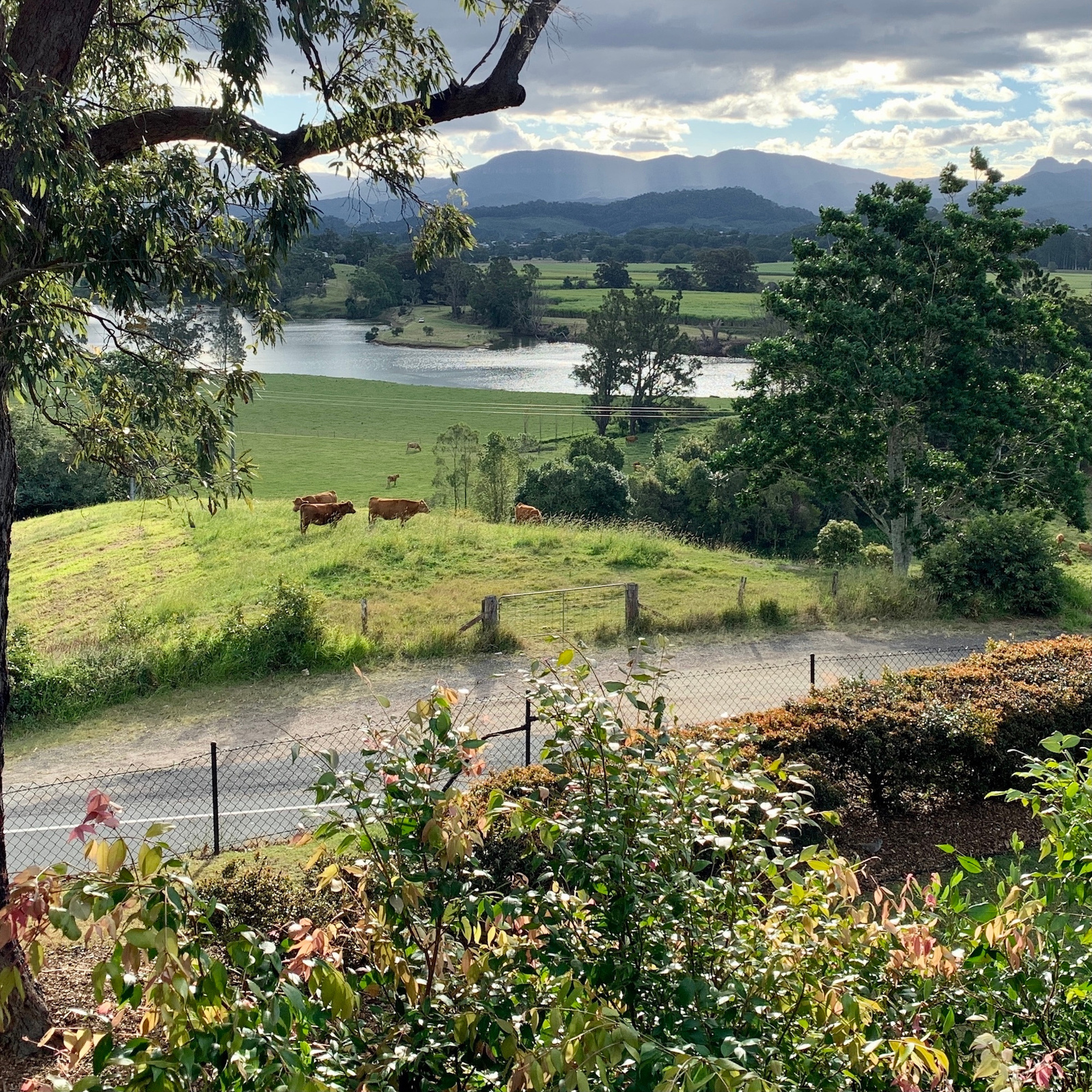View of the Tweed River from Tweed Regional Gallery Candace Slager artist