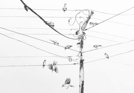 Maestro - graphite cat and bird by Candace Slager