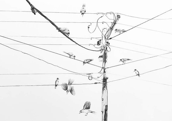 Maestro - graphite cat and bird by Candace Slager