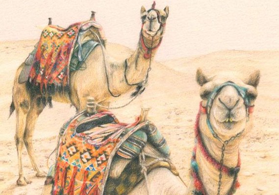 Candace Slager Robina Community Centre Gallery Exhibition for Giza camels drawing