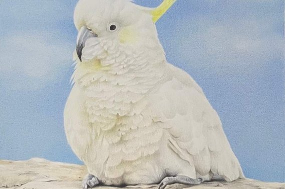 Commission artwork by Candace Slager. Colour pencil. Jerome. Animal commission.