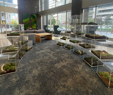 Public Art, Permanent work, Commision, Private Collection, Eco-Art, Preserved Art, Preserved Nature, Eco-Art, Art and Ecology, Rewilding, Contemporary Sculpture, Contemporary Art, Installation, Public Artwork, Nature and Art