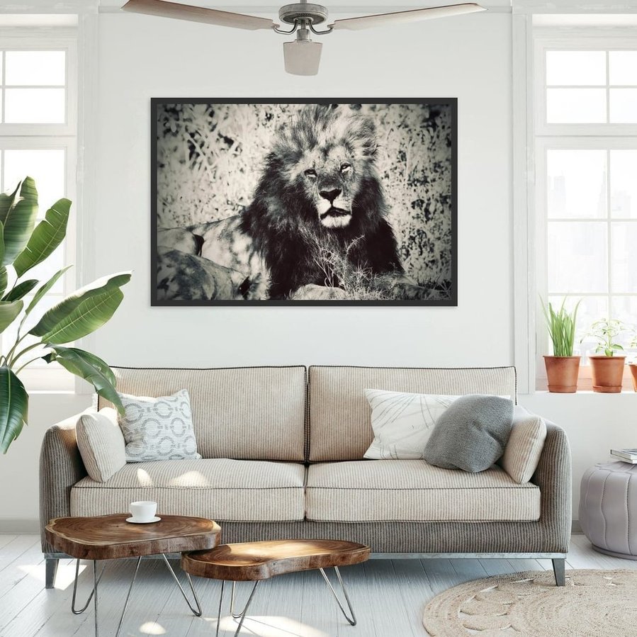 Black and white with warm tones fine art portrait of a male lion in Kenya’s Maasai Mara. This powerful wildlife image captures the lion’s intense gaze, majestic mane, and raw, untamed presence in the heart of the savanna.