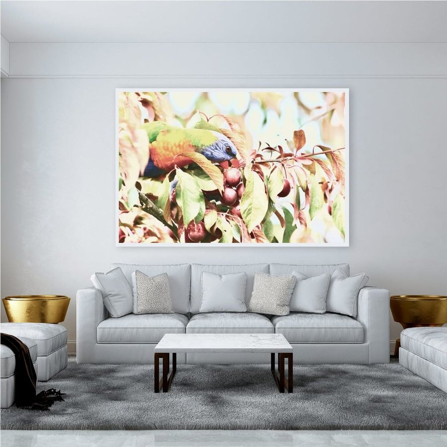 In the heart of a plum tree, a rainbow lorikeet immerses itself in a moment of pure delight—nestled in a tangle of leaves and fruit, eyes locked in focus, beak buried in soft, sun-warmed skin in a white frame.