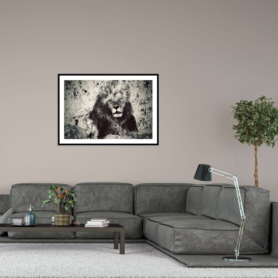 Black and white with warm tones fine art portrait of a male lion in Kenya’s Maasai Mara. This powerful wildlife image captures the lion’s intense gaze, majestic mane, and raw, untamed presence in the heart of the savanna.