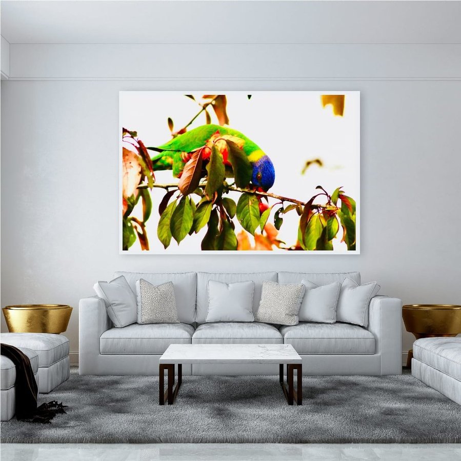 Nestled in the branches of a plum tree, this rainbow lorikeet bows low into the foliage, foraging for fruit with vibrant purpose. Its feathers—an electric blaze of green, blue, and flamen a white frame.