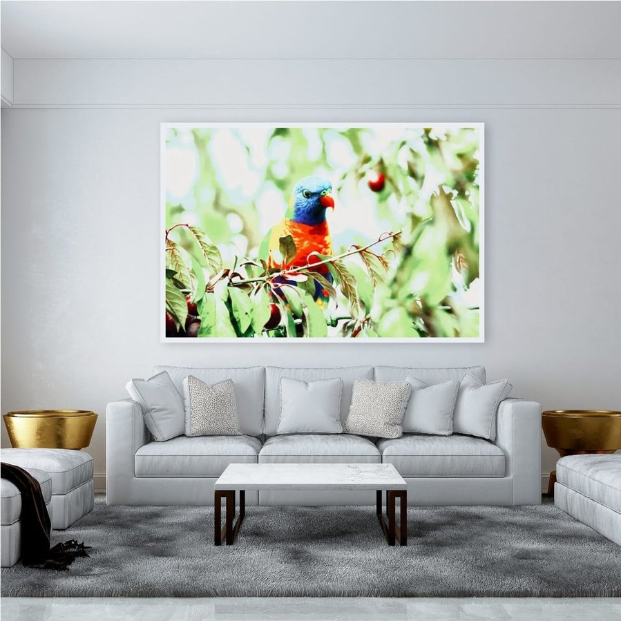 Perched quietly on a fruit-laden branch, this Rainbow Lorikeet radiates calm vibrancy. Surrounded by soft foliage and dappled light, the bird’s vivid plumage glows with painterly precision in a black frame.