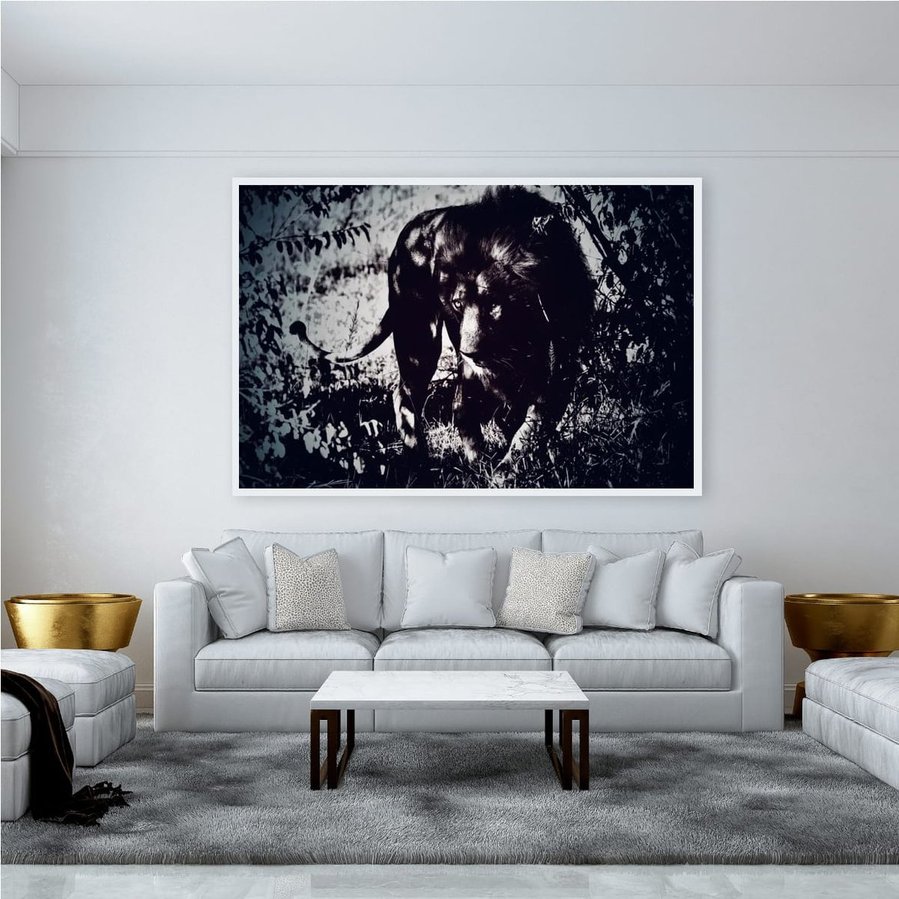A lion moves through the shadowed bush of the Maasai Mara, its piercing eyes glowing in the dim light. This striking wildlife photograph captures the predator’s stealth, power, and untamed beauty.