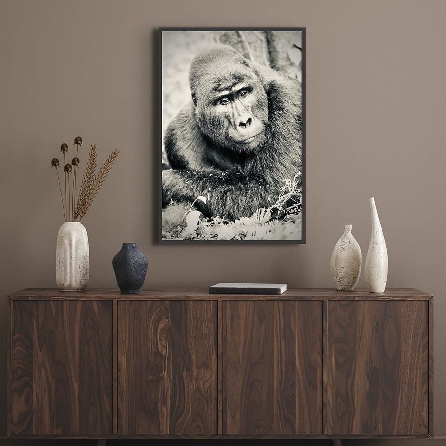 Black and white portrait image of Silverback mountain gorilla in contemplation resting on his forearms posing for the camera Bwindi Impenetrable Forest Uganda Africa
