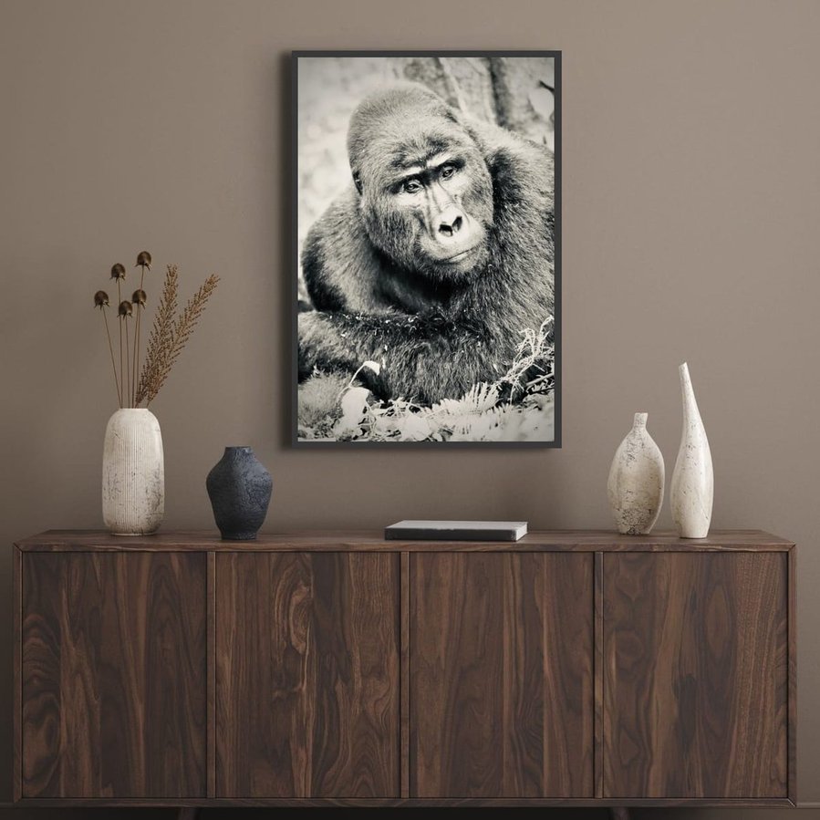 Black and white portrait image of Silverback mountain gorilla in contemplation resting on his forearms posing for the camera Bwindi Impenetrable Forest Uganda Africa