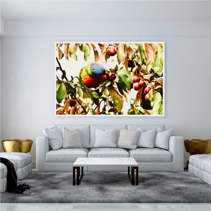 Beneath the shelter of overhanging leaves, a rainbow lorikeet sinks into a ripe plum—beak pressed gently into fruit, body surrounded by the orchard’s soft abundance in a white frame.