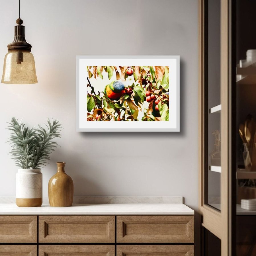 Beneath the shelter of overhanging leaves, a rainbow lorikeet sinks into a ripe plum—beak pressed gently into fruit, body surrounded by the orchard’s soft abundance in a white frame with border.