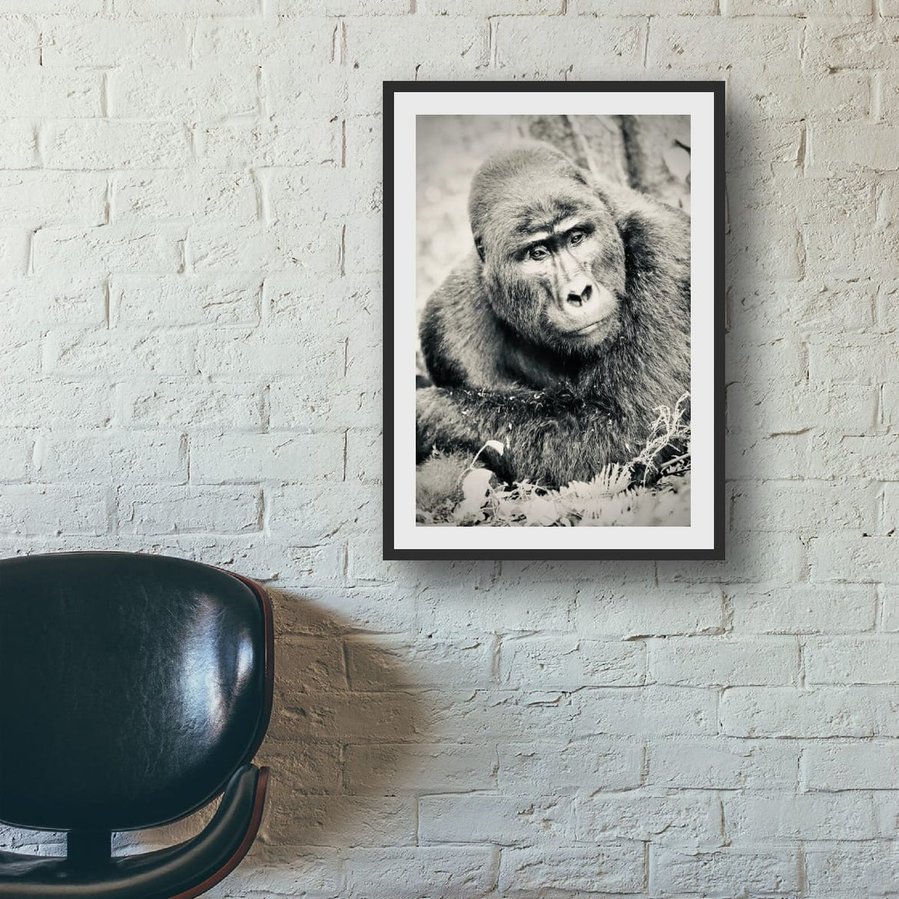 Black and white portrait image of Silverback mountain gorilla in contemplation resting on his forearms posing for the camera Bwindi Impenetrable Forest Uganda Africa