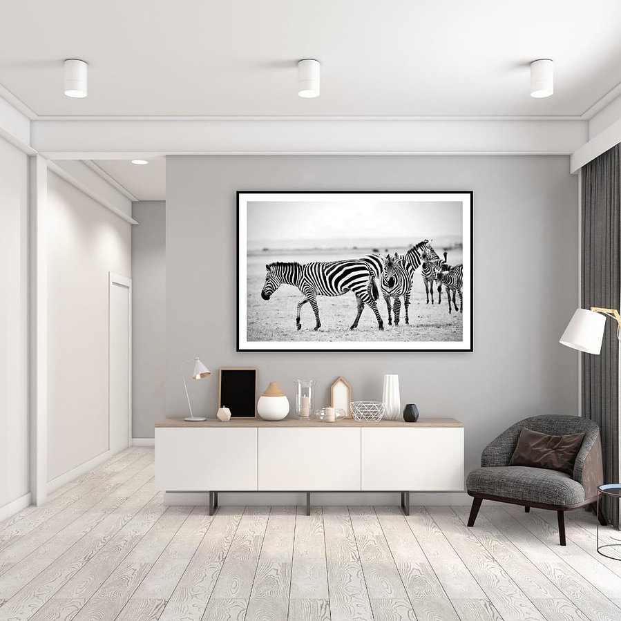 Black and white zebra photography featuring a bold stare and crisp stripes. A striking fine art wildlife print from the African plains.