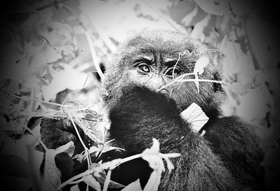 Black-and-white-image-of-young-mountain -gorilla -amonst-forest-foliage-distracted-whilst-foraging-titled-young-mountain-gorilla