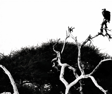Black and white photograph of a vulture perched on a twisted acacia branch, set against a bright white sky.