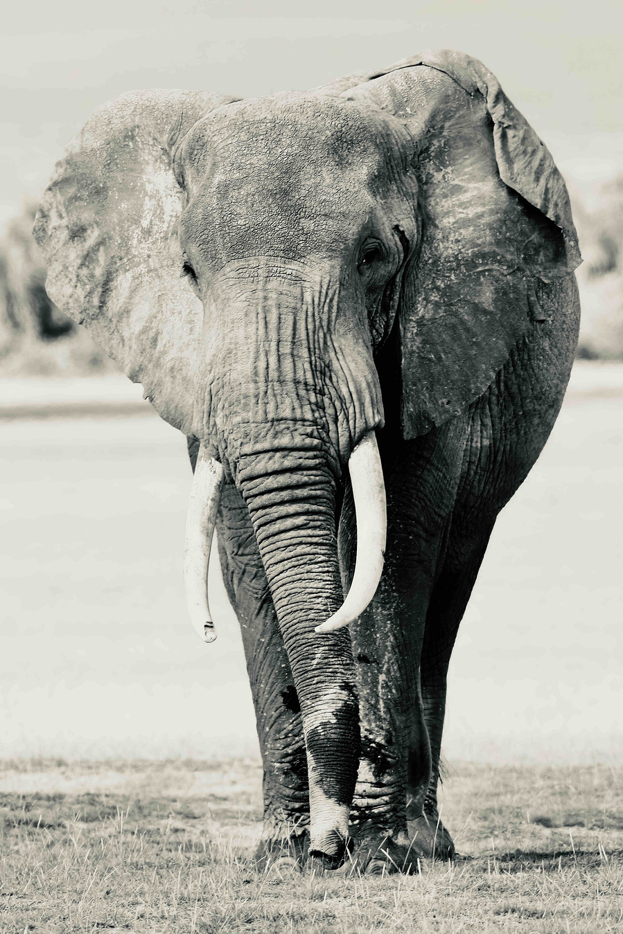 A commanding black and white portrait of an elephant matriarch standing tall, facing forward with soulful eyes and powerful tusks. The image captures strength, wisdom, and presence in sculptural monochrome.