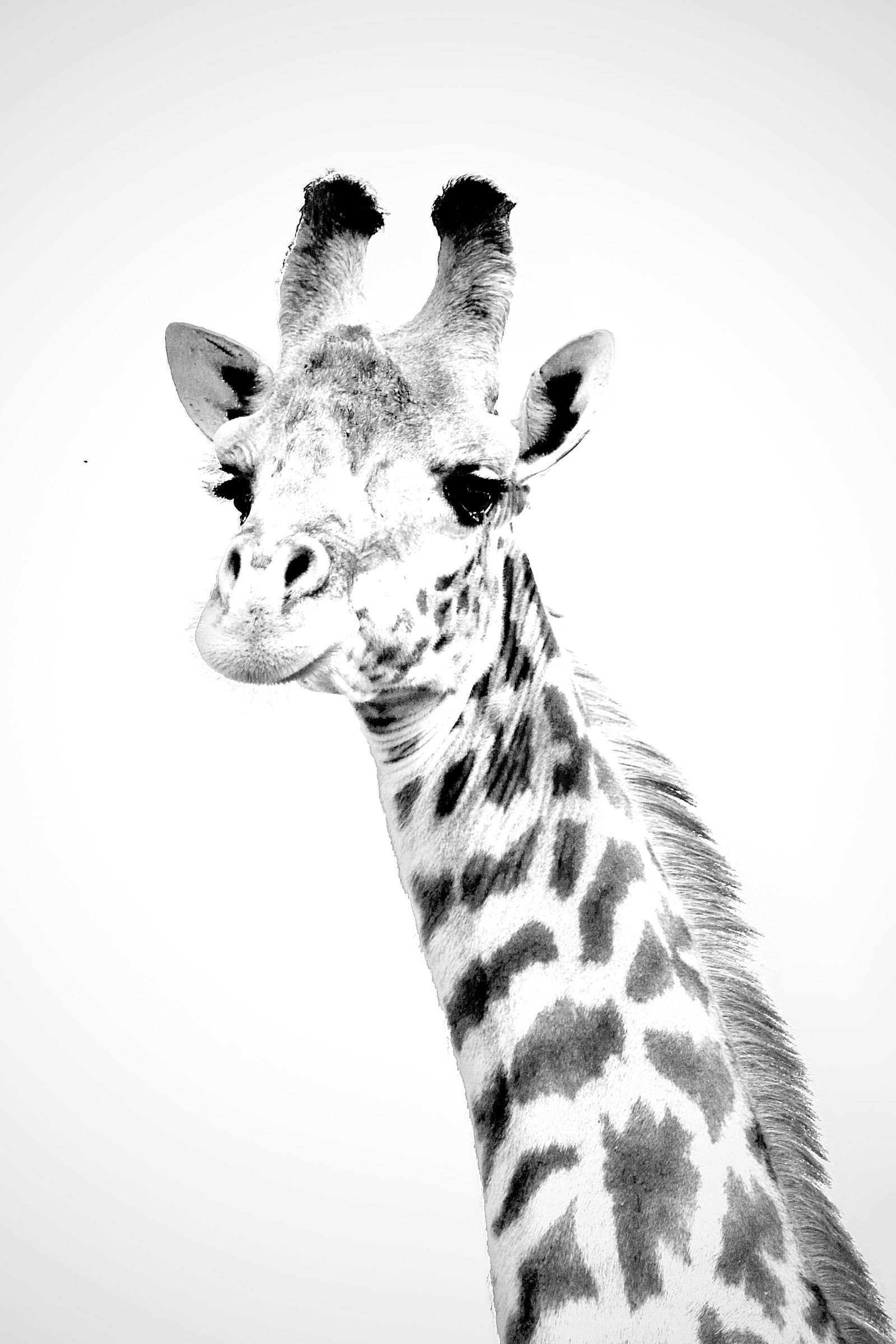 Black -& -White -portrait -image- of -Giraffe- staring- into -camera -lens.