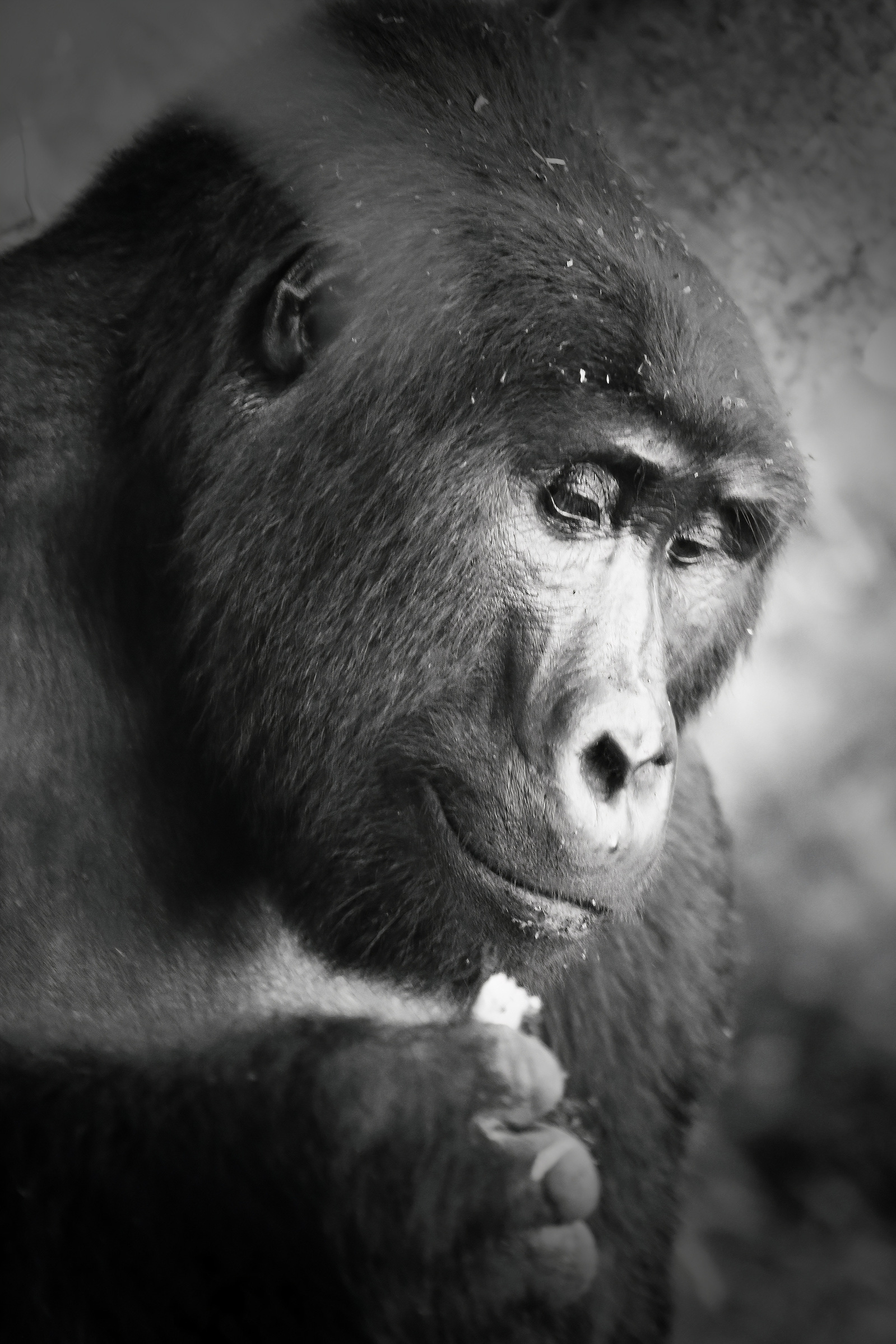 Black-and-white-portrait-image-of-mountain-gorilla-lost-in-his-own-thoughts.