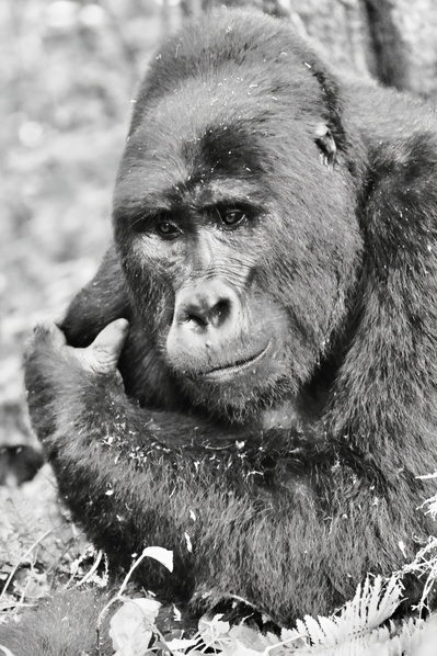 Black-and-white- image-of-Mountain Gorilla-Bwindi- Impenetrable -National Park-Uganda-titled-Daydreaming