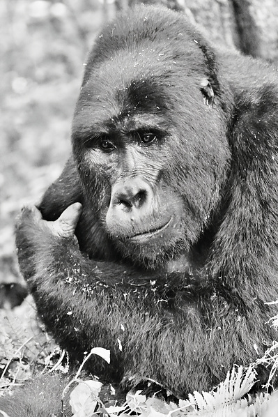 Black-and-white- image-of-Mountain Gorilla-Bwindi- Impenetrable -National Park-Uganda-titled-Daydreaming