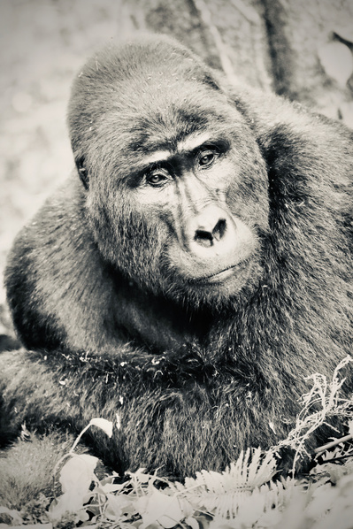 Black-and-white-image-of-Mountain-gorilla -resting- on- his -forearms-with- a-look-of -deep -thought-on-his-face-titled-Contemplation