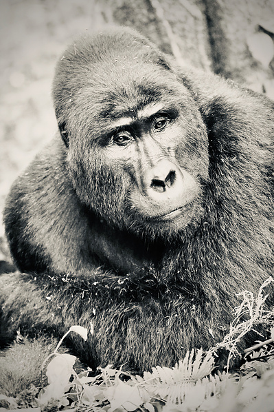 Black-and-white-image-of-Mountain-gorilla -resting- on- his -forearms-with- a-look-of -deep -thought-on-his-face-titled-Contemplation