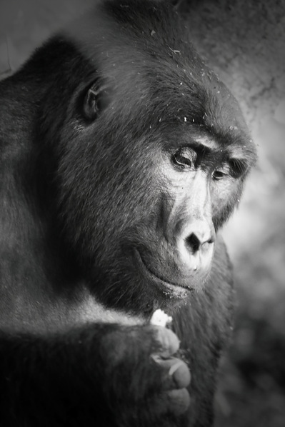 Black-and-white-portrait-image-of-mountain-gorilla-lost-in-his-own-thoughts-titled-portrait-of-a-mountain-gorilla