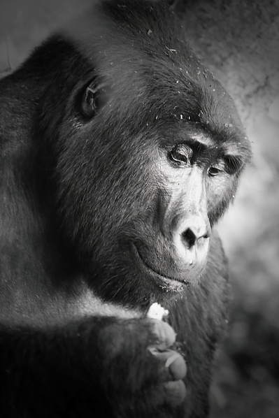 Black-and-white-portrait-image-of-mountain-gorilla-lost-in-his-own-thoughts-titled-portrait-of-a-mountain-gorilla