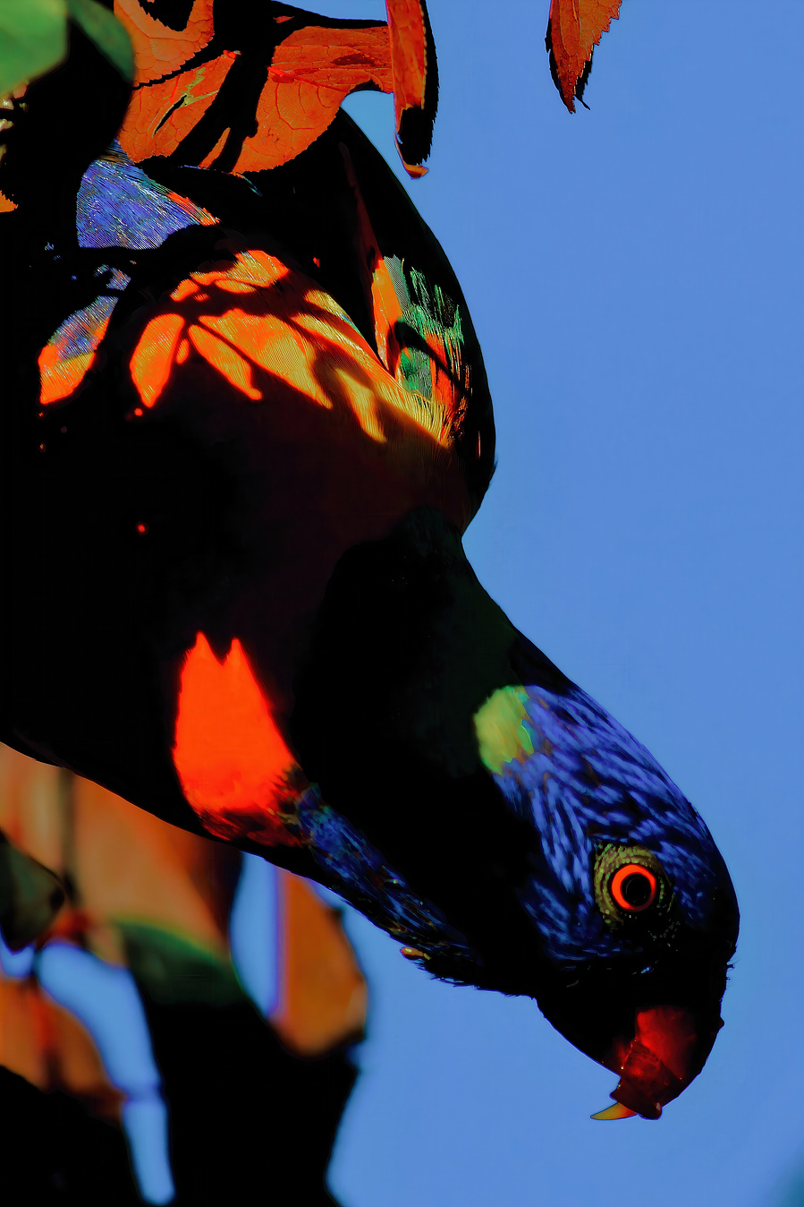 A rainbow lorikeet peers downward, its feathers catching bursts of sunlight in electric reds, blues, and greens. A painterly wildlife portrait capturing motion, intensity, and sculptural light against a deep blue sky.