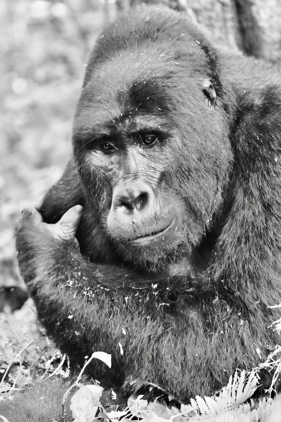 Black and white wildlife portrait of a mountain gorilla caught in a quiet moment of reflection. His soft gaze and relaxed posture evoke a sense of calm, emotional depth, and connection in this fine art photograph.