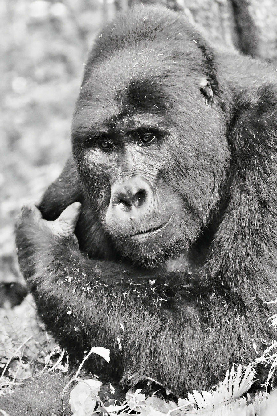 Black and white wildlife portrait of a mountain gorilla caught in a quiet moment of reflection. His soft gaze and relaxed posture evoke a sense of calm, emotional depth, and connection in this fine art photograph.