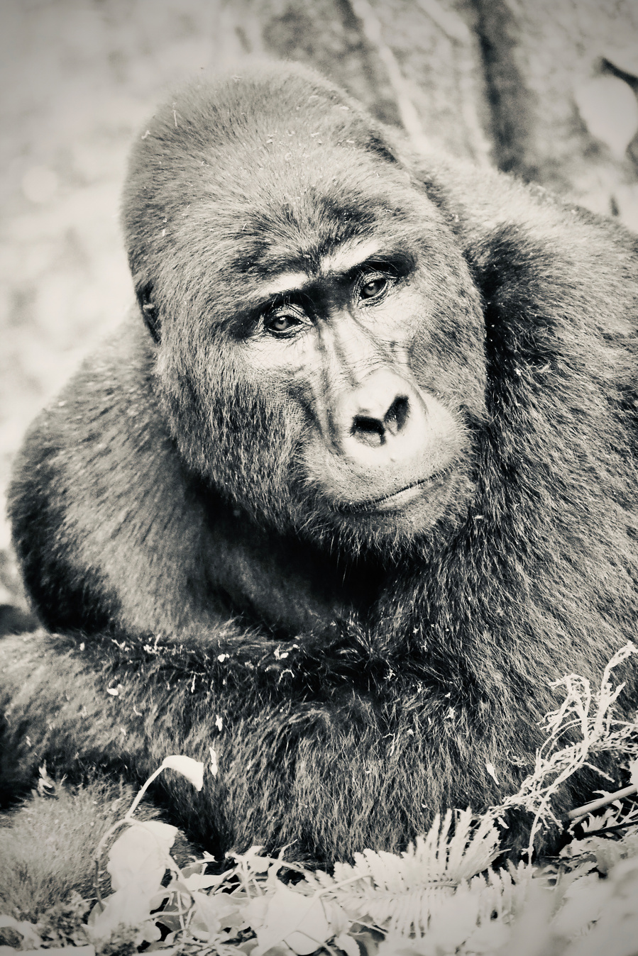 Black and white portrait image of Silverback mountain gorilla in contemplation resting on his forearms posing for the camera Bwindi Impenetrable Forest Uganda Africa