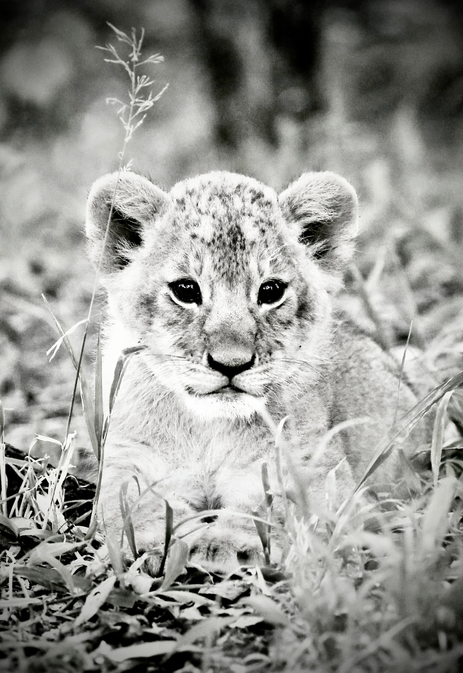 Black-and-white-portrait-image-of-young-lion-cub-sitting-perched-up-amongst-the-grass-under-the-forest-canopy