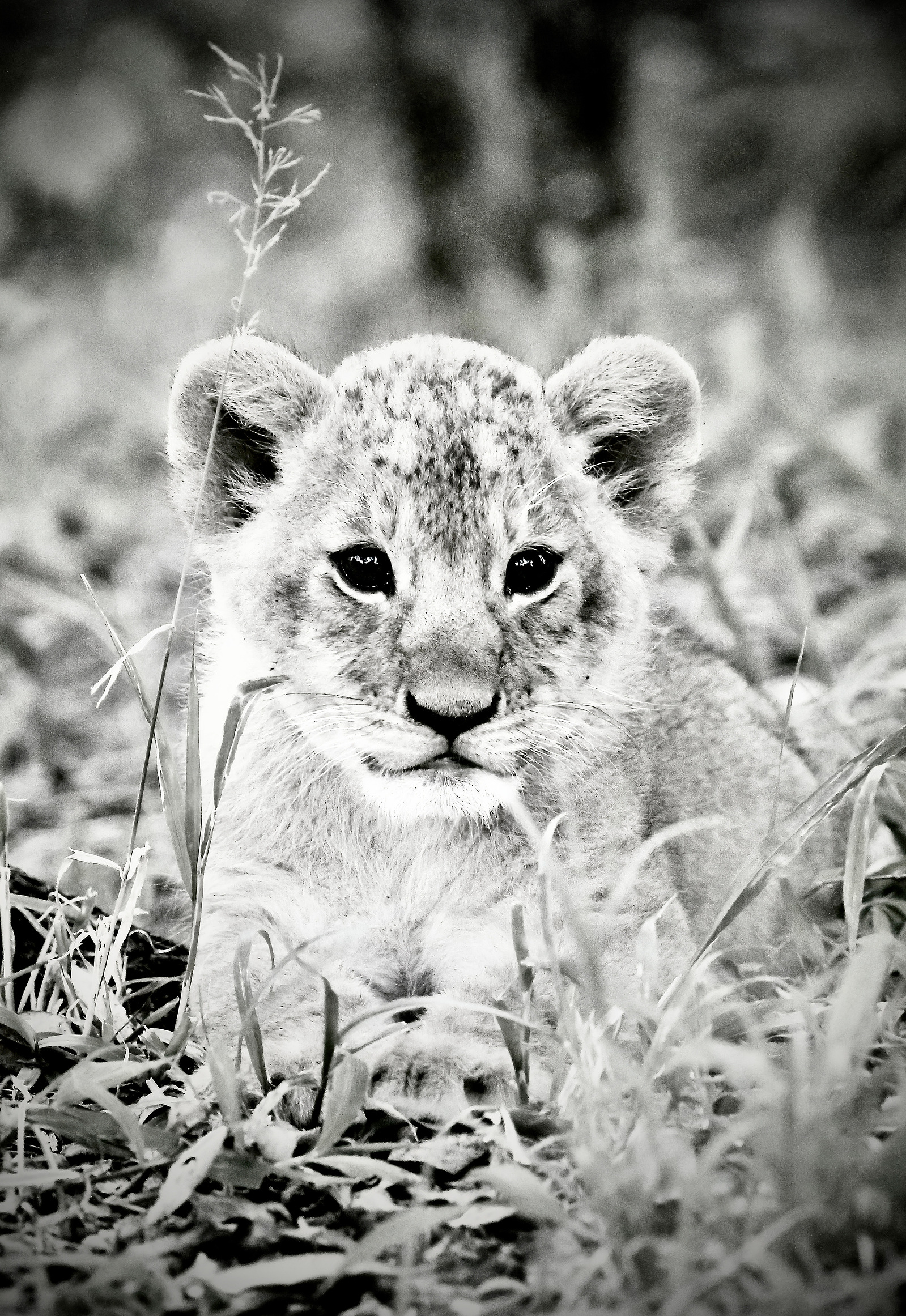 Black-and-white-portrait-image-of-young-lion-cub-sitting-perched-up-amongst-the-grass-under-the-forest-canopy
