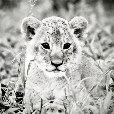 black-and-white-close-up-image-of-young-lion-cub-perched-in-the-grass-staring-into-camera-titled-Cute -Cub- of -Mara