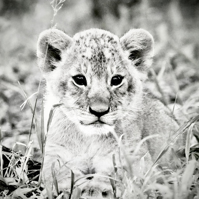 black-and-white-close-up-image-of-young-lion-cub-perched-in-the-grass-staring-into-camera-titled-Cute -Cub- of -Mara