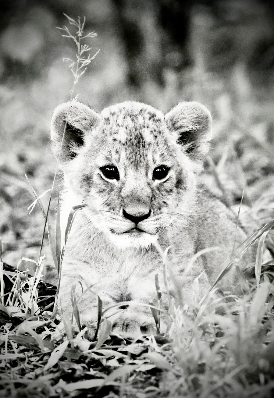 Black and white fine art wildlife portrait of a young lion cub sitting in the grass, gazing directly into the camera with wide, expressive eyes. A powerful blend of innocence, curiosity, and early strength.