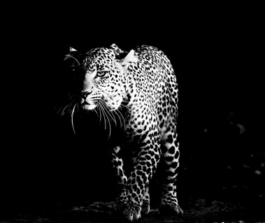 Black and white image of a leopard emerging from darkness, its face partially lit with intense focus.