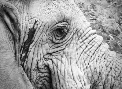 Black and white close-up of an elephant, highlighting its textured skin and soulful eyes. This striking monochrome wildlife photograph captures the wisdom and strength of this majestic creature with stunning detail and contrast.