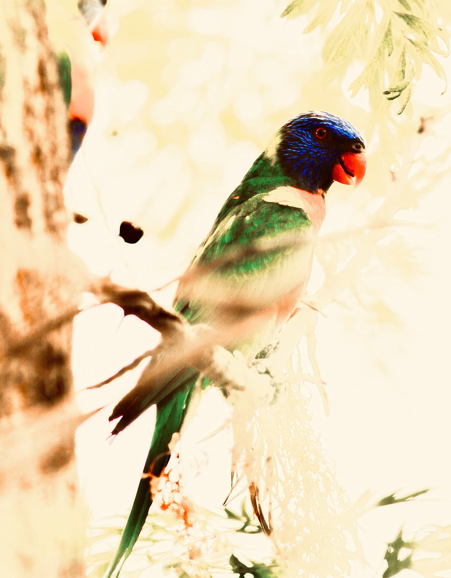 A solitary rainbow lorikeet perched quietly among soft foliage, bathed in ethereal golden light. Painterly fine art wildlife photography in poetic colour.