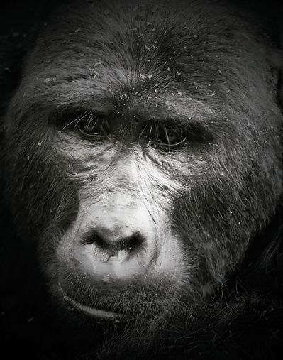 Black-and-white- close- up -portrait -image- of- Silverback -titled- Sentient Silverback
