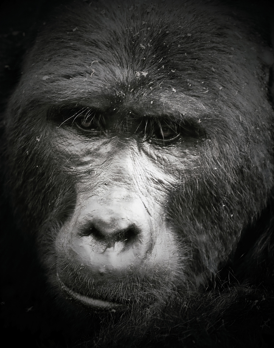 Black and white fine art portrait of a mountain gorilla, featuring soulful eye contact and dramatic contrast. A striking close-up of a silverback’s face, capturing emotional intelligence and presence in the wild.