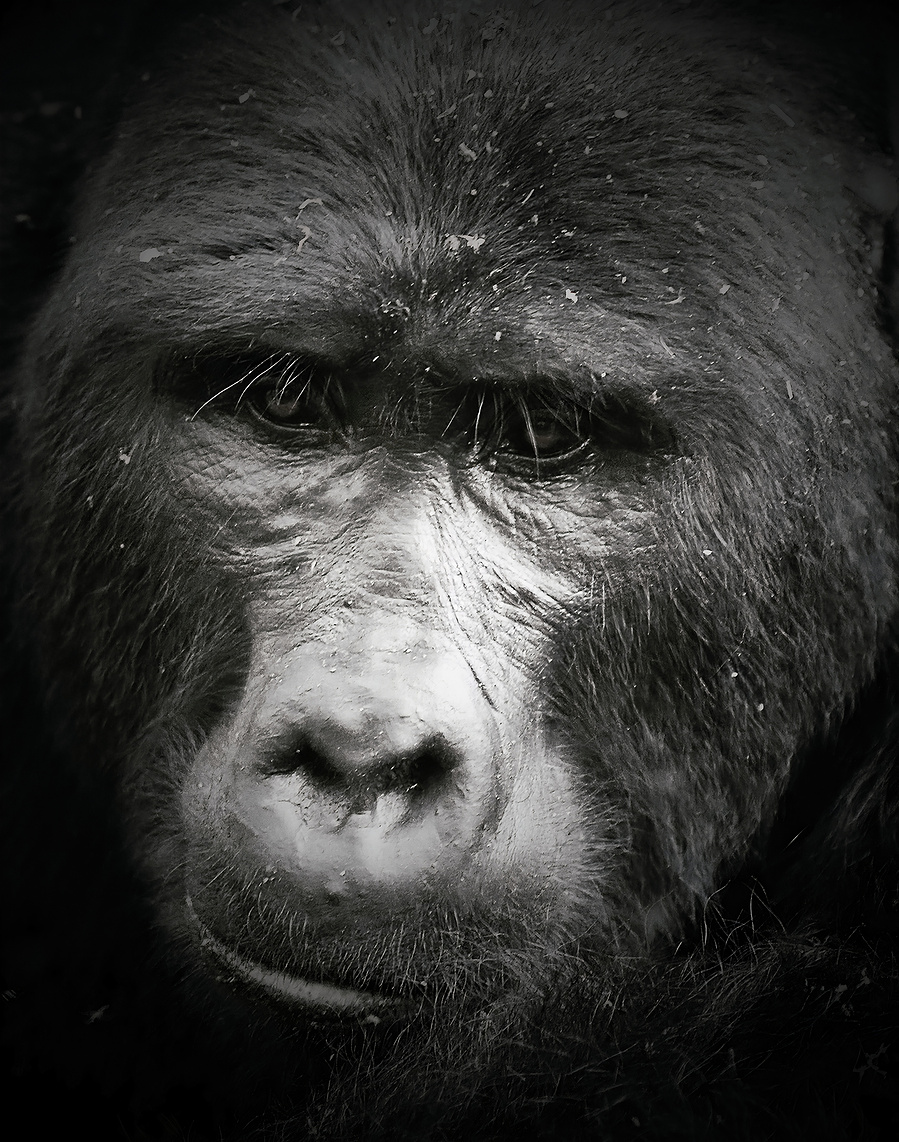 Black and white fine art portrait of a mountain gorilla, featuring soulful eye contact and dramatic contrast. A striking close-up of a silverback’s face, capturing emotional intelligence and presence in the wild.