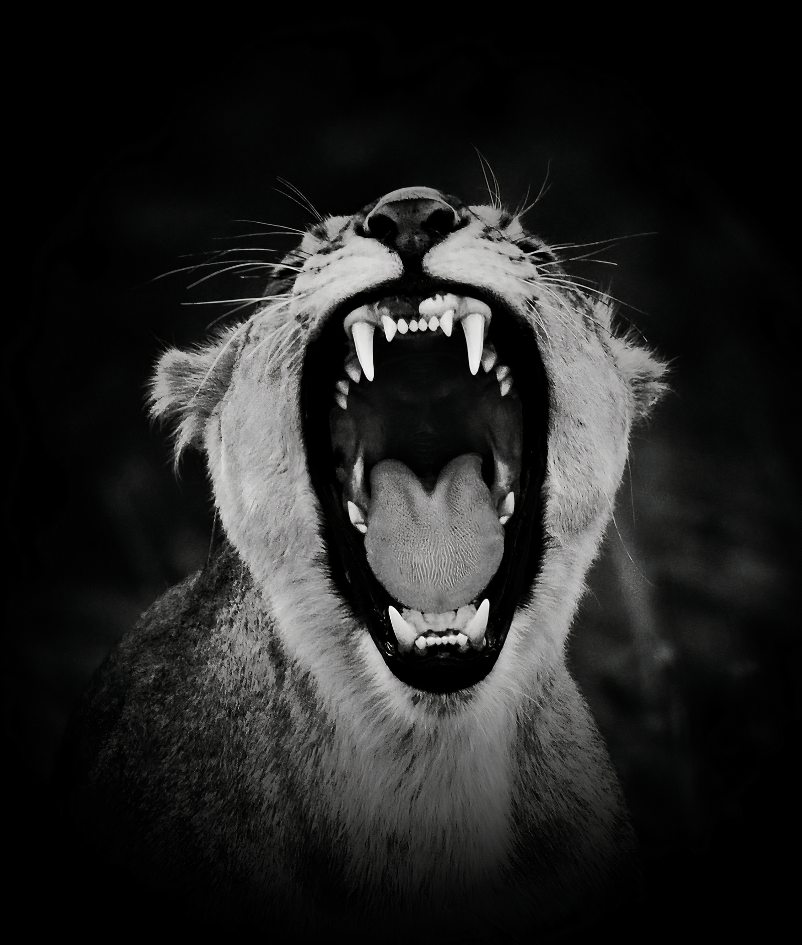 Black-and-white-close-up-portrait-image-of-Lioness-roaring